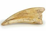 Fossil Spinosaurus Toe Claw - Top Quality & Unrestored #245568-1